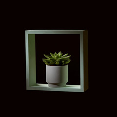 Echeveria in a white flowerpot in a wooden green frame on a dark background.