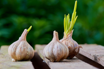 garlic on a wooden
