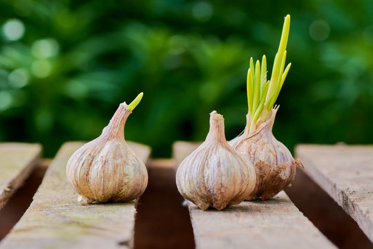 garlic on a wooden