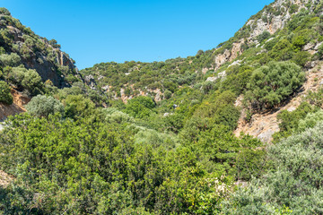 Fototapeta na wymiar Woods, shrubs and flowers in the ravine to Anidri, a mountain village in south-west of Crete