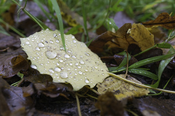 Autumn leaves in a puddle. Reflections in the water. Blurred picture. Blurred autumn leaves in a puddle.