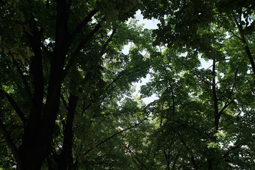 Green forrest during the day