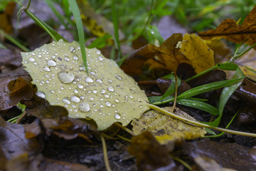 Autumn leaves in a puddle. Reflections in the water. Blurred picture. Blurred autumn leaves in a puddle.