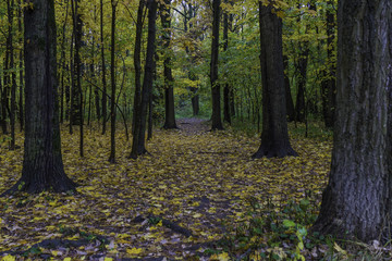 Autumn landscape. Autumn leafes, very shallow focus