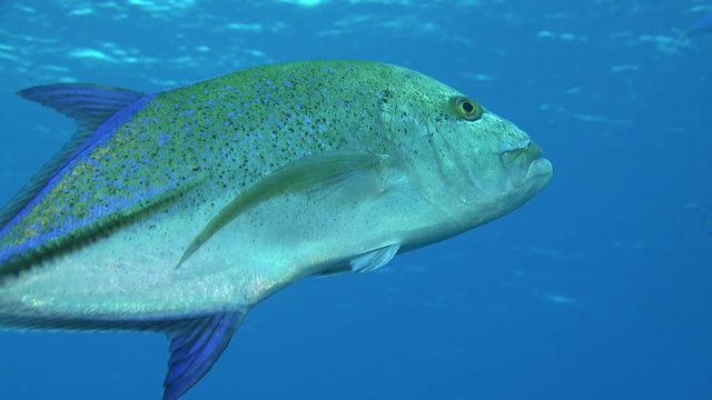 Bluefin trevally fish swims in the blue, Caranx melampygus - Red Sea, close up s