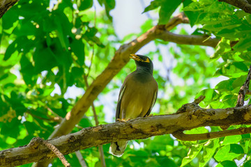 Myna bird on the branch in a nature background.