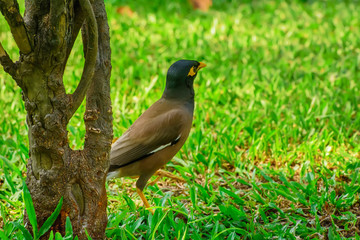 Myna bird on the lawn in the park