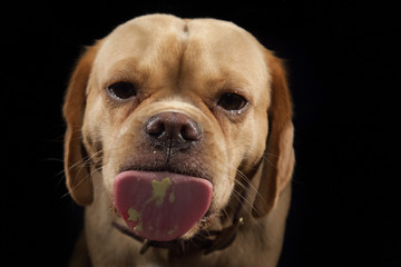 Hund streckt die Zunge raus
