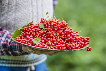 Pensioner farmer in garden holding plate full of red currants