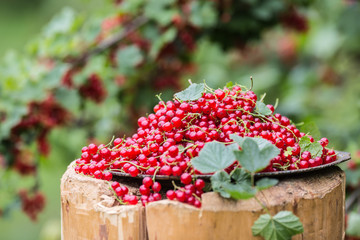 Plate full of red currants in garden on old wood.