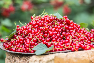 Plate full of red currants in garden on old wood.