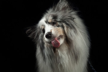 Hund streckt die Zunge raus