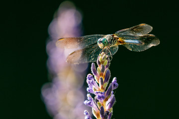 Dragonfly searched on Flower