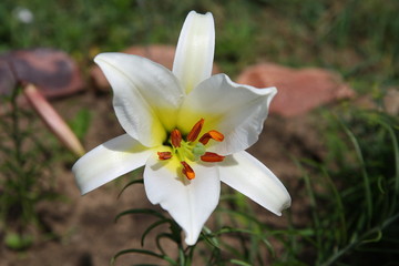 Lily. A large flower with a very pleasant smell.