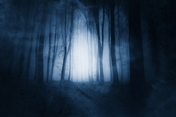 dark magical woods background