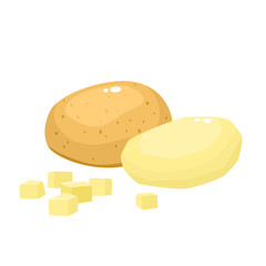 Bright vector illustration of colorful potato isolated on white