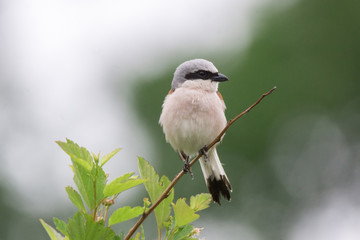 Lanius collurio on a branch