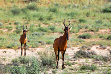 Naklejka na ściany i meble Red Hartebeest in Kalahari South Africa