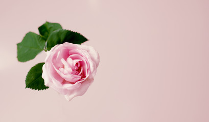 Gentle pink tea rose flower against vanille background. Top view mockup.