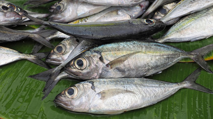 Frische Fische auf einem Markt auf Flores, Indonesien