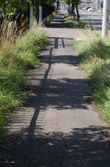 歩道の風景