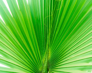 Obraz premium sharpy edged leaves captured in artistic way used as background 