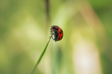 Obraz premium The ladybug on a leaf on a nature background.