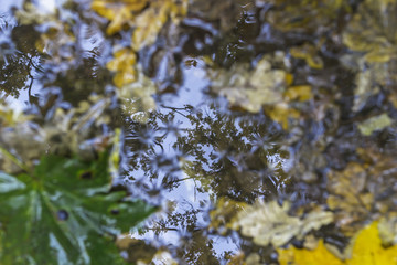 Autumn leaves in a puddle. Reflections in the water. Blurred picture. Blurred autumn leaves in a puddle.