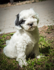 funny Tibetan Terrier puppy is sitting on nature