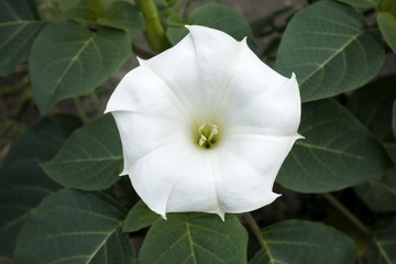 Top view of blooming white Datura inoxia flower with green leaves