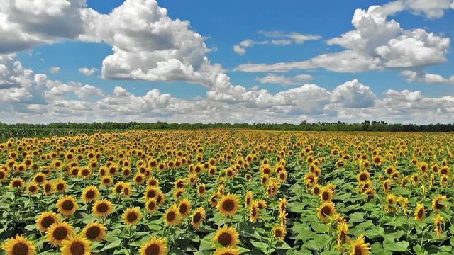 Flight above field of blooming sunflowers on a background cloudy blue sky