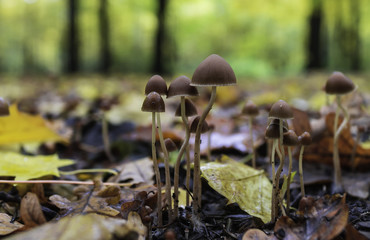 Forest mushrooms in the grass. Gathering mushrooms. Mushroom photo, forest photo, forest mushroom, forest mushroom photo