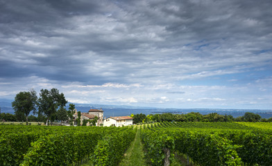Vineyards and romanesque church on the Lake Garda