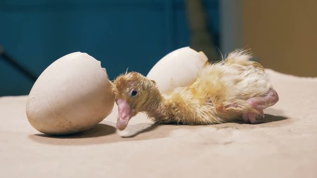 Tiny chick is shaking near eggshell, close up.