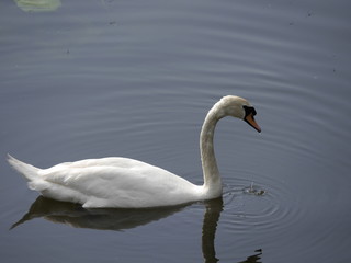 Schwan schwimmend 