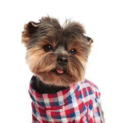 close up of classy yorkshire terrier looking to side