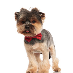 adorable toy yorkie wearing a red bowtie looks to side