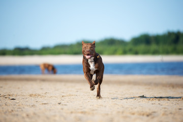 american pit bull terrier dog running on the beach