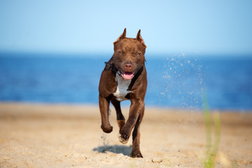 american pit bull terrier dog running on the beach - obrazy, fototapety, plakaty