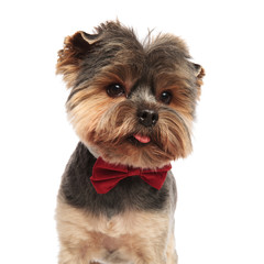 head of gentleman yorkshire terrier looking to side