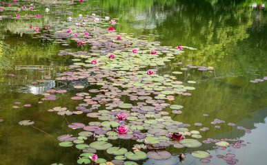 Nymphaea ( water lilies) - waterlily , Aquatic vegetation, water plants.
