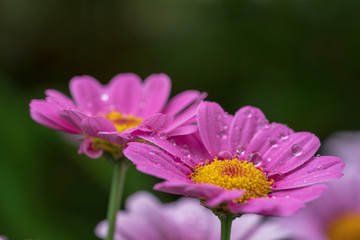 Fototapeta premium Blume