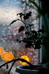 Drops of rain on window with flower and abstract lights