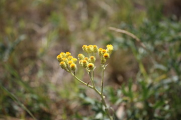 macro yellow flowers