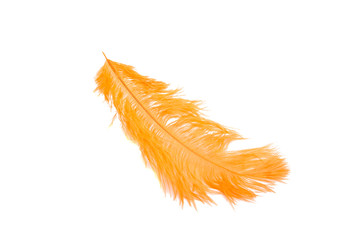 fluffy feather in orange color isolated on the white