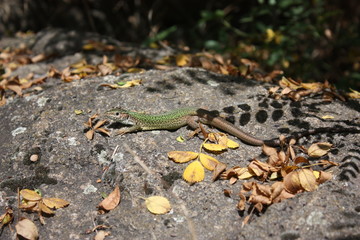 green lizard