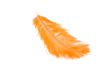 fluffy feather in orange color isolated on the white