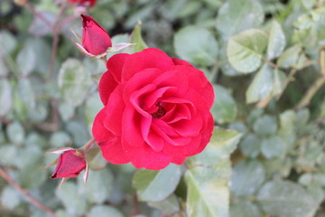 Red rose flower