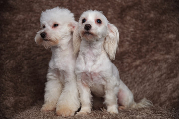 adorable bichon couple sitting looks up and to side