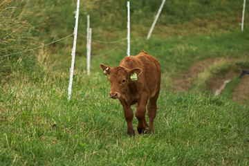 An young calf grazing on a meadow after a rain